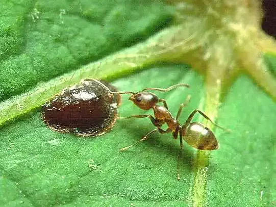 Argentine ant pest identification