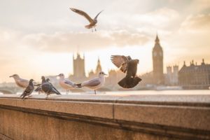 London pests pigeons