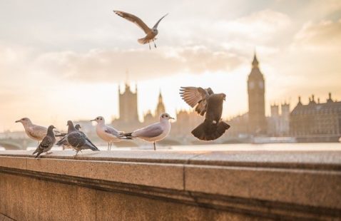 Even Top Landmarks Have London Pests
