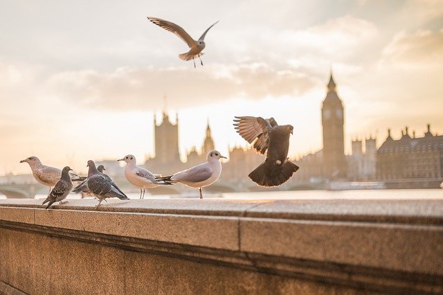 London pests pigeons