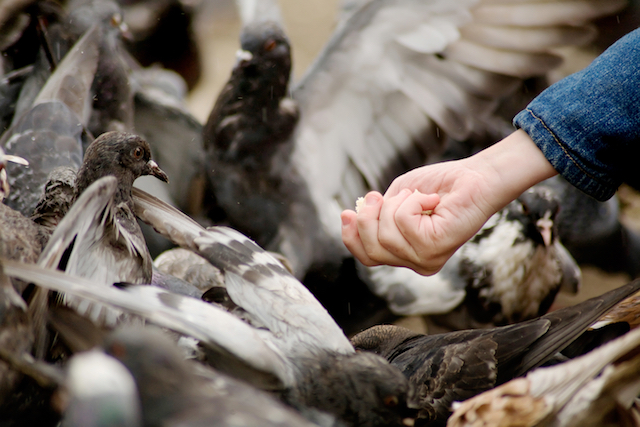 Londoner Feeding pigeons