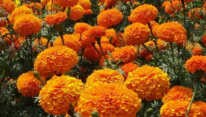 Marigolds