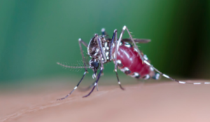 Methods to Get Rid of Mosquito Bites