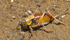 Mormon Crickets