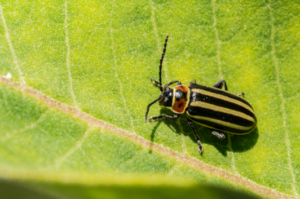 Natural Flea Control Tips