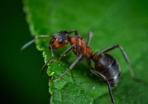 Natural Pest control method