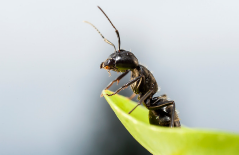 Natural Predators to Get Rid of Ants
