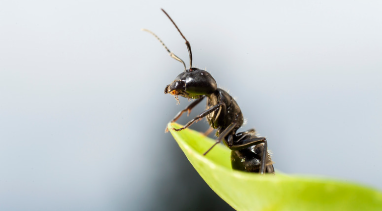 Natural Predators to Get Rid of Ants