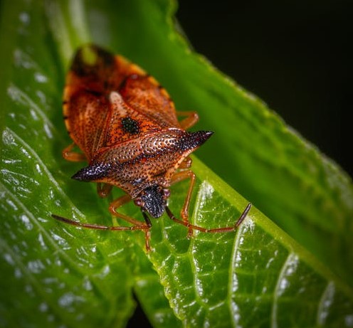 Need for cockroach control