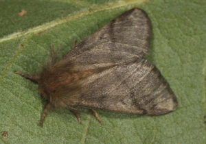 oak processionary moth
