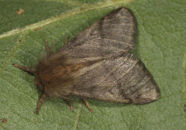 Oak Processionary Moths in London