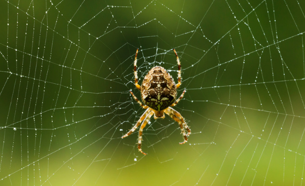 Orb Weaver Spider