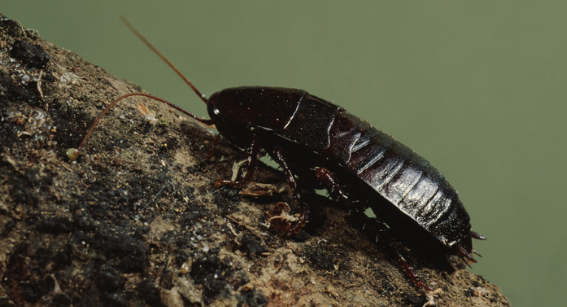 Oriental Cockroach