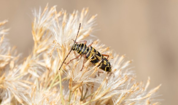 Pest Control Aldersbrook