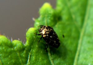 Pest Control Bankside SE1