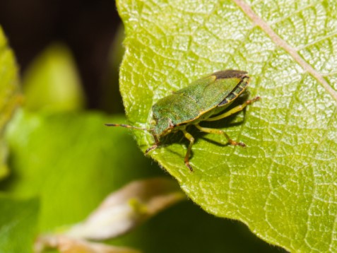 Pest Control Bedford Park W4