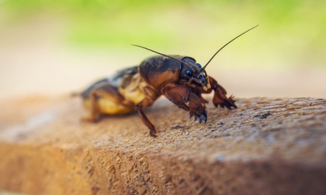 Pest Control Chelsea Bridge SW10