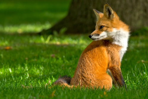 pest-control-fox