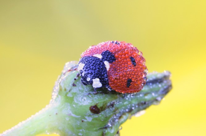 Pest Control Great Ormond Street