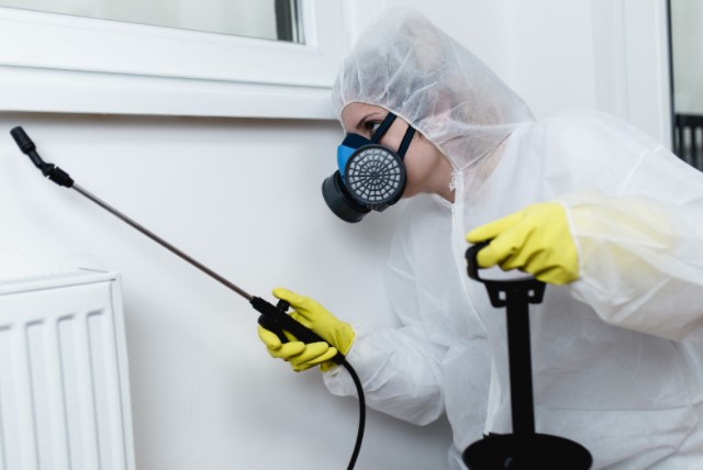 Pest Control Service for Gray’s Inn