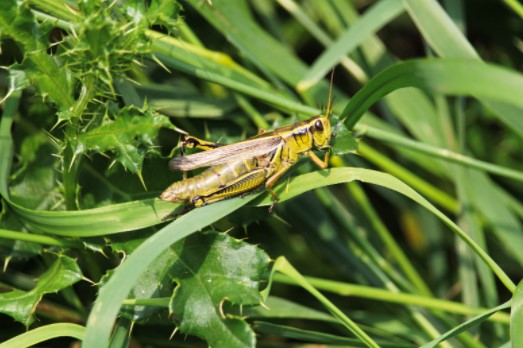 Pest Control in Grange Park