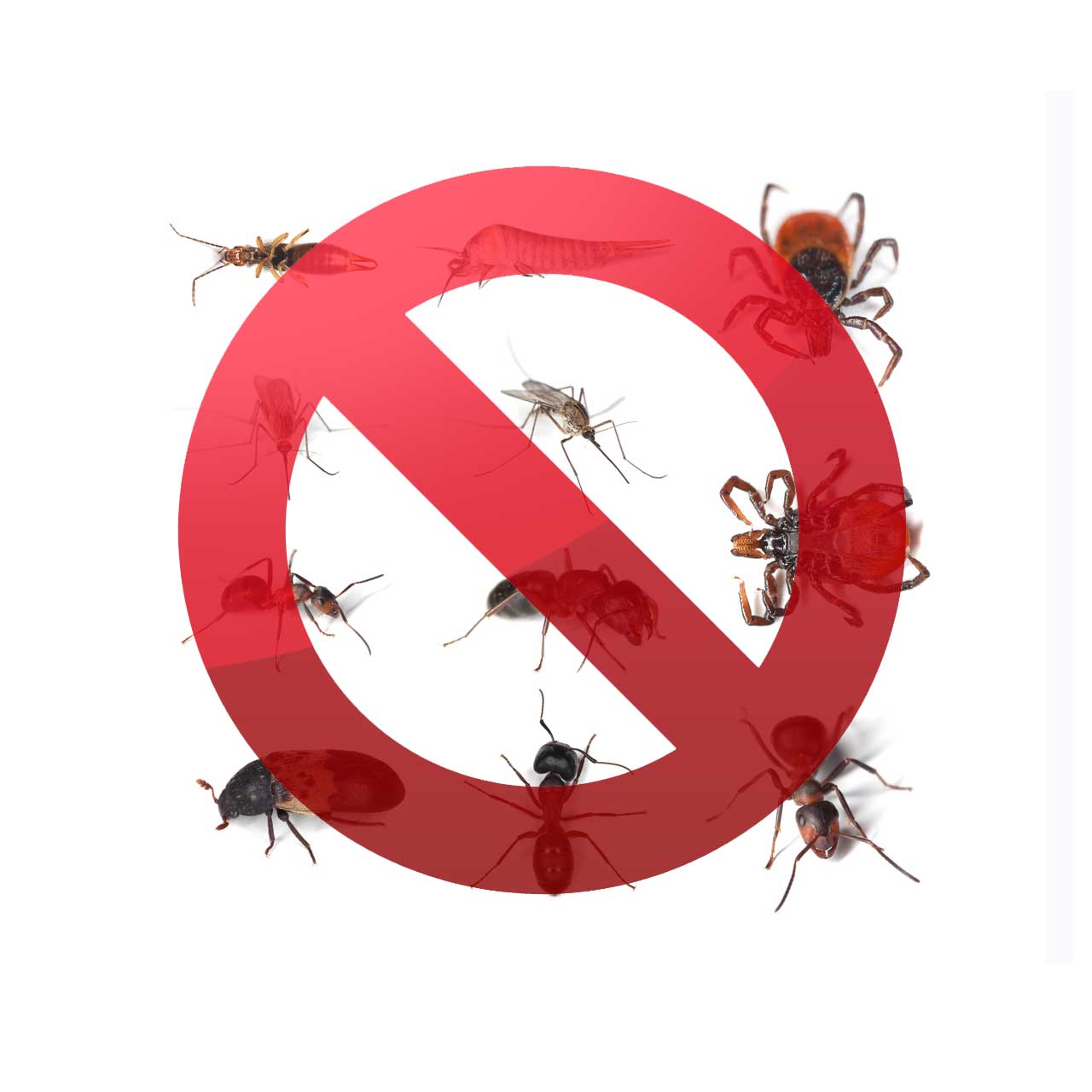 Why We Are Pest Control Experts