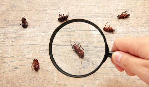 Pest Identification