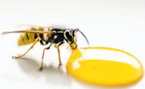 Pest control Newington