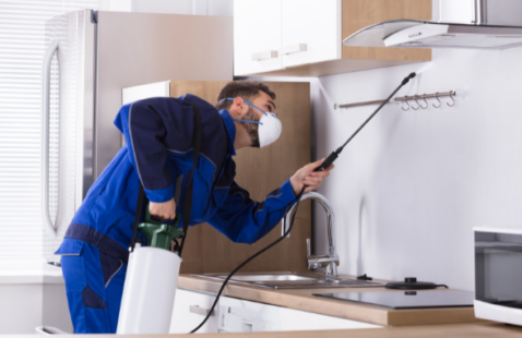 What Kind of Pest Control Services are Provided by Professionals?