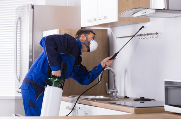 What Kind of Pest Control Services are Provided by Professionals?
