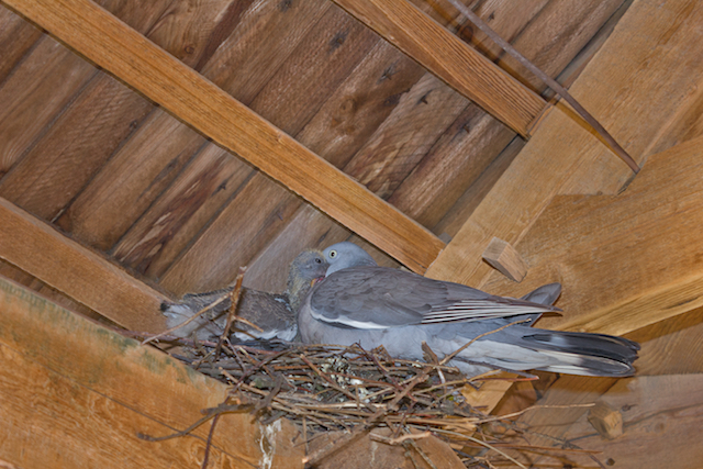 Pigeon in the nest