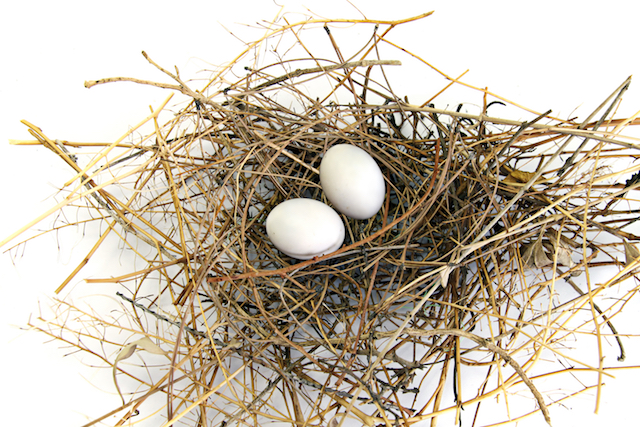 Pigeon nest removal in london