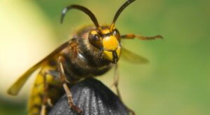 Plant Hornet-Repellent Herbs