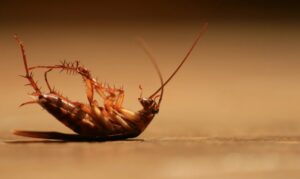 Prevent Cockroaches From Garage