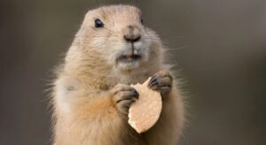 Prevent Groundhogs from Home