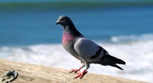 Preventing and Controlling Pigeon-Related Health Risks