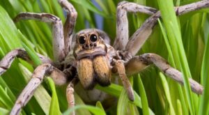 Prevention and Control Measures From Venomous Spiders