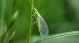 Preventive Measure for Green Lacewings