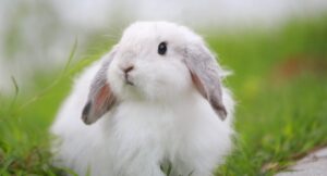 Preventive Measures for Rabbits