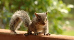 Preventive Measures to Stop Squirrels