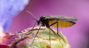 Preventive Methods to Avoid the Gnat