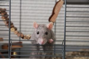 Rat infestation in work place