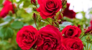 Roses