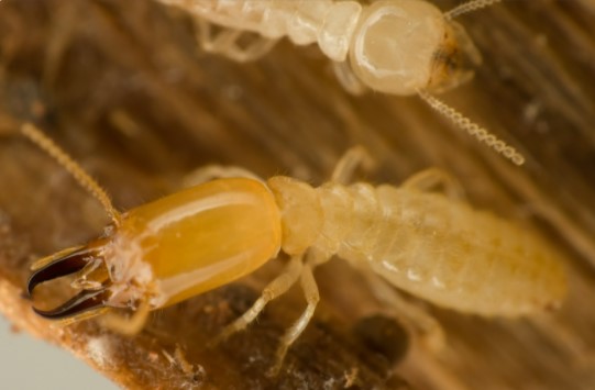 SUBTERRANEAN TERMITE