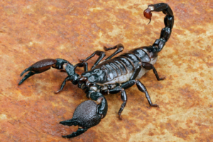 Scorpion