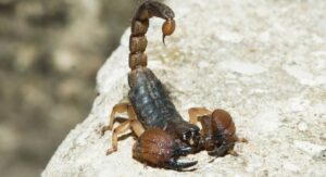 Scorpion-Specific Insecticides