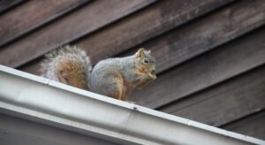 Shelter and Nesting Sites