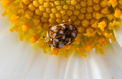 Signs of Carpet Beetles and How to Get Rid of Them