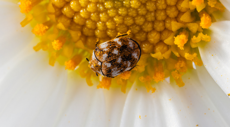Signs of Carpet Beetles and How to Get Rid of Them