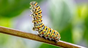 Signs of Caterpillars
